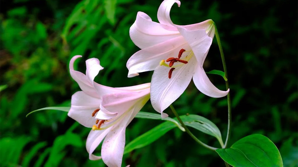 Lilies