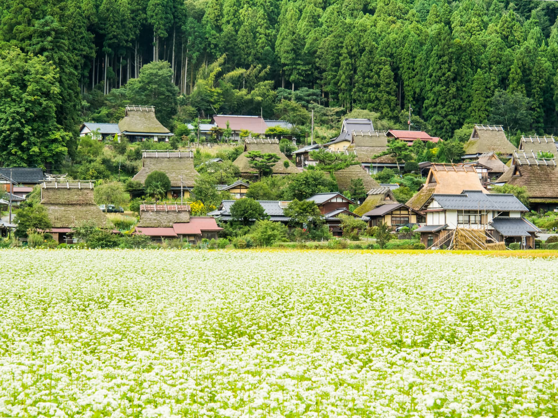 Soba Fields in Bloom, Kayabuki no Sato