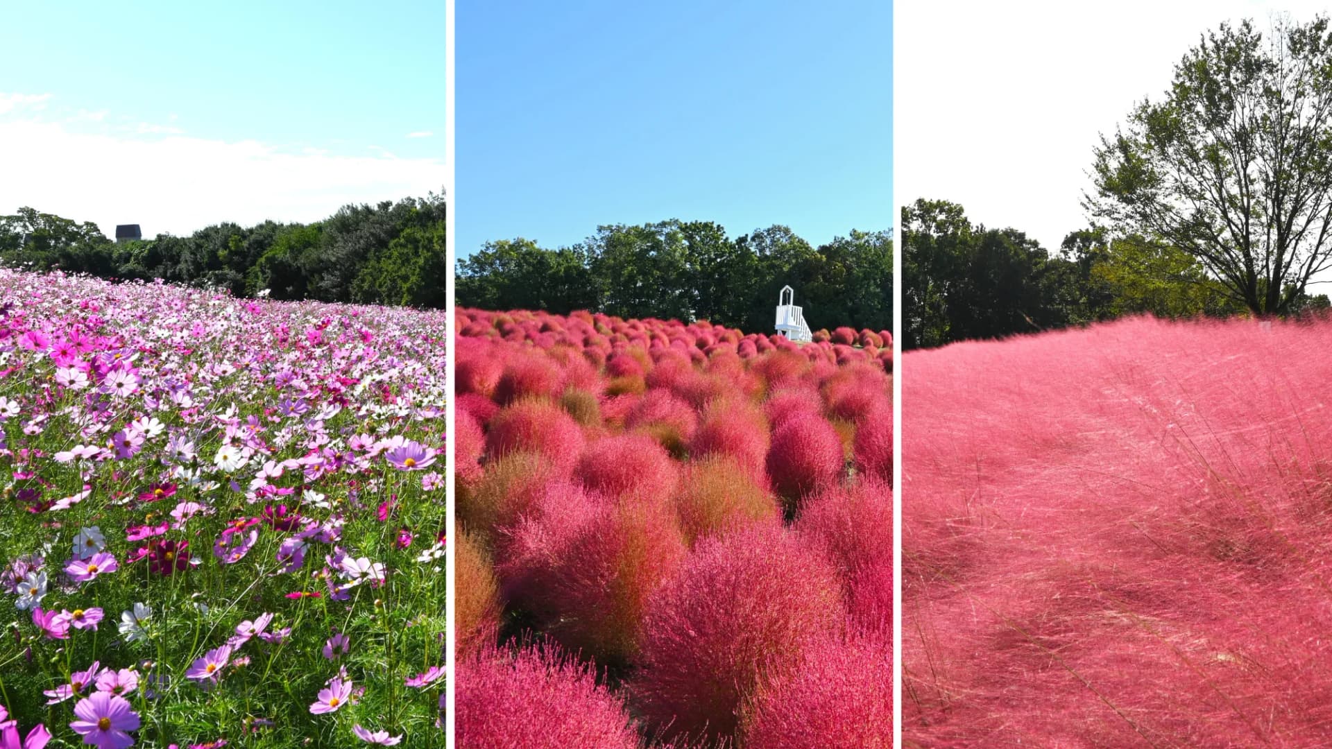 Cosmos, kochia and muhlenbergia, Expo 70 Commemorative Park