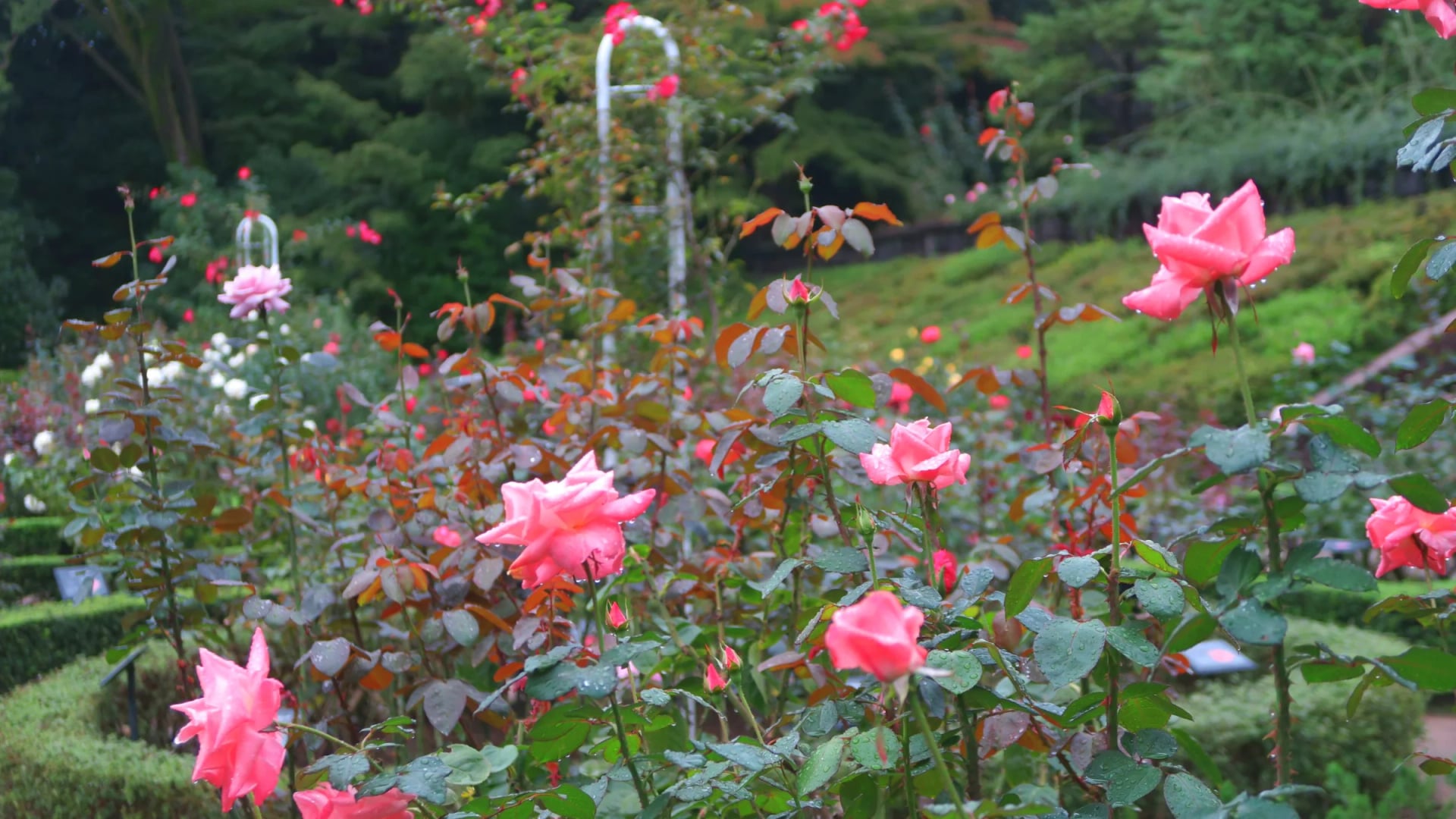 Roses: Autumn Bloom