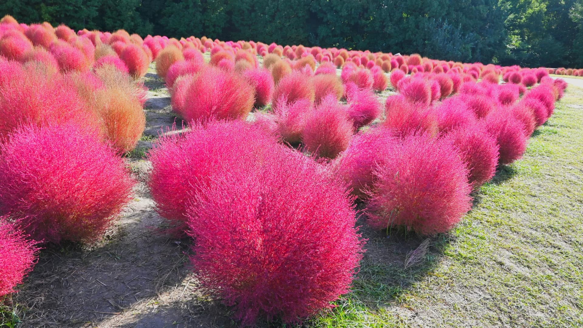 Kochia turning red, Expo 70 Commemorative Park
