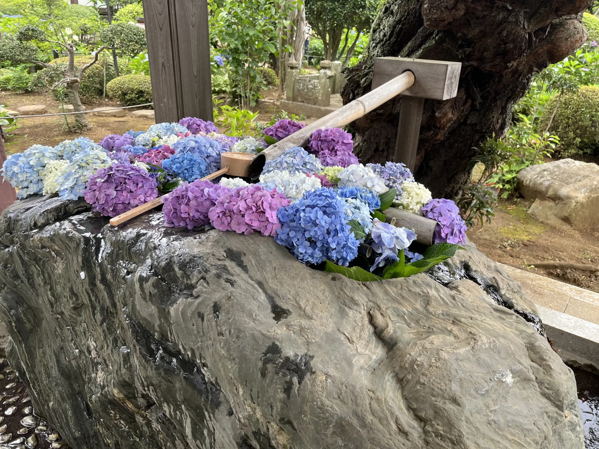 Myorakuji Temple – Hydrangea Chozuya (Water Basin), Kawasaki, Kanagawa A few notes:
