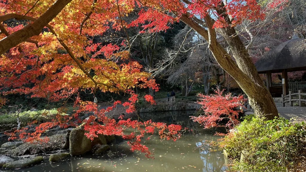 Koyo: Autumn Leaves
