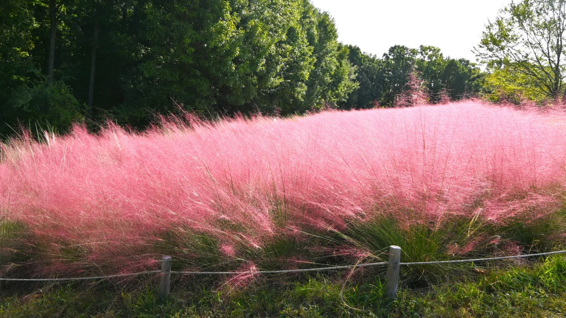 Muhlenbergia in flower, Expo 70 Commemorative Park