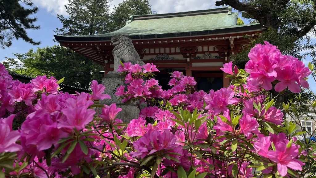 Azaleas