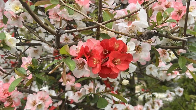 Plum Blossoms