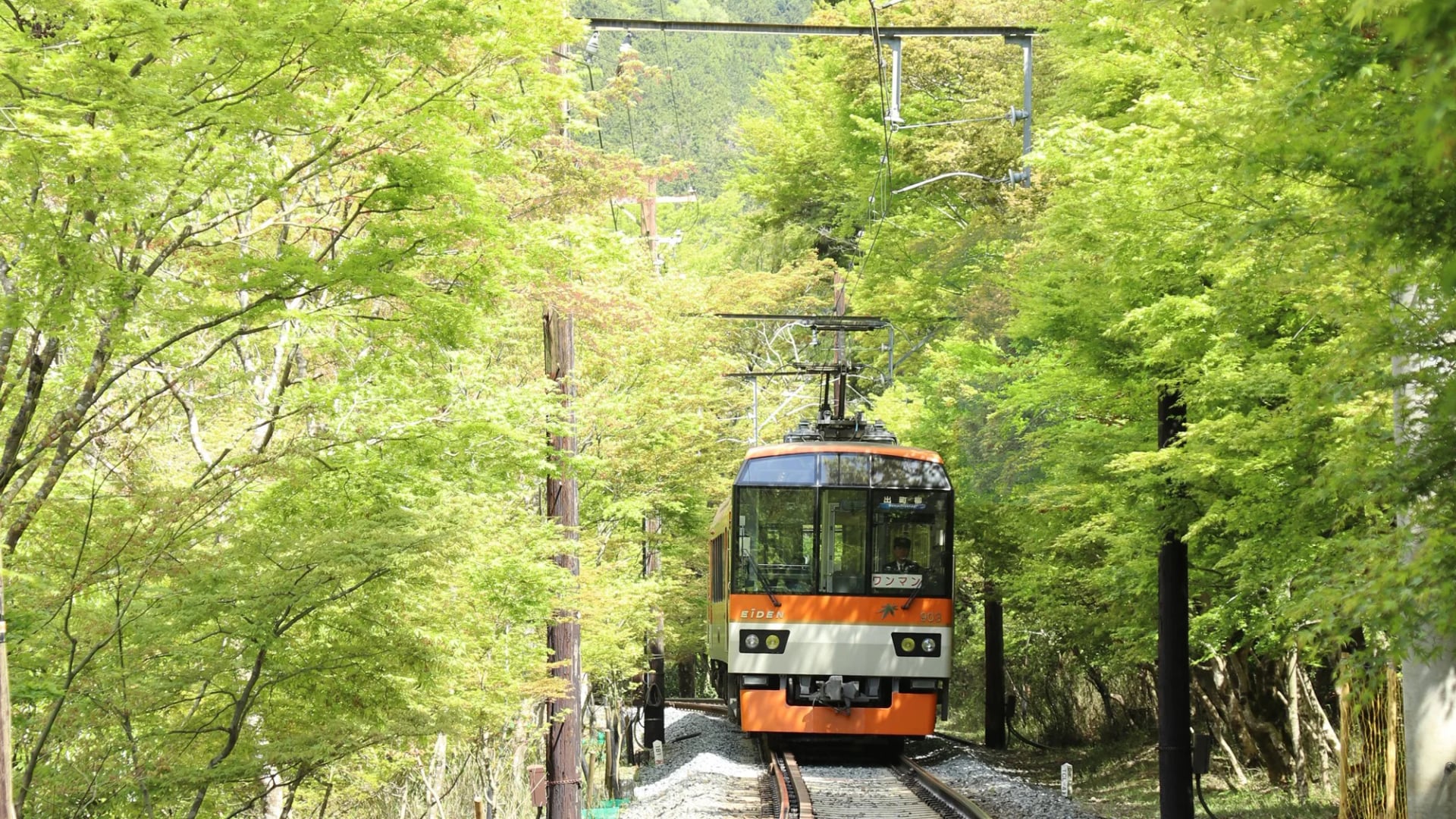 Eizan Railway Green Maple Tunnel