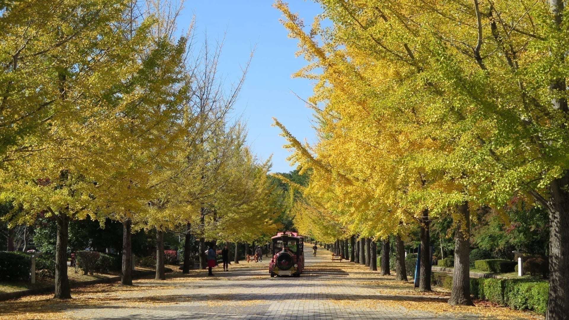 Ginkgo Avenues