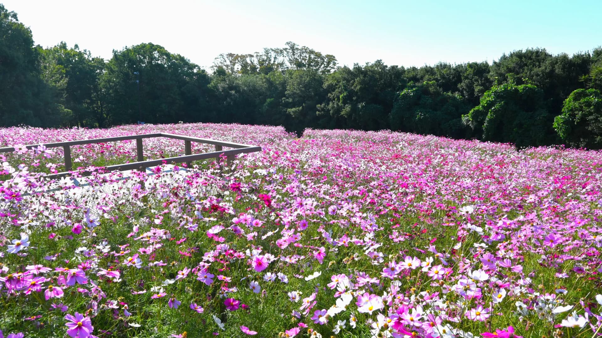 Cosmos in flower, Expo 70 Commemorative Park