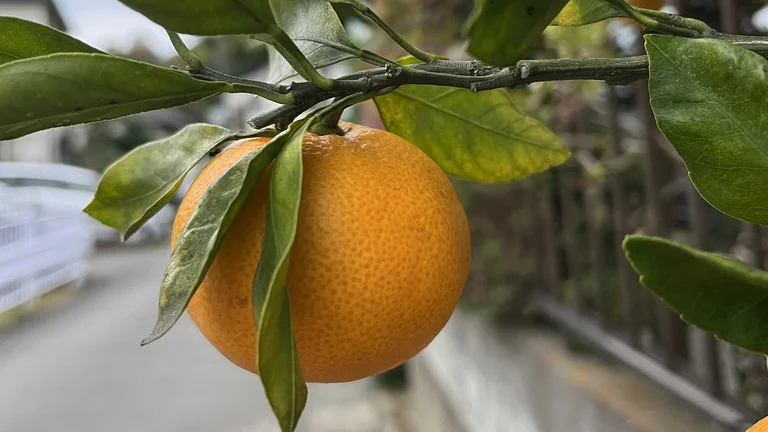 Mikan