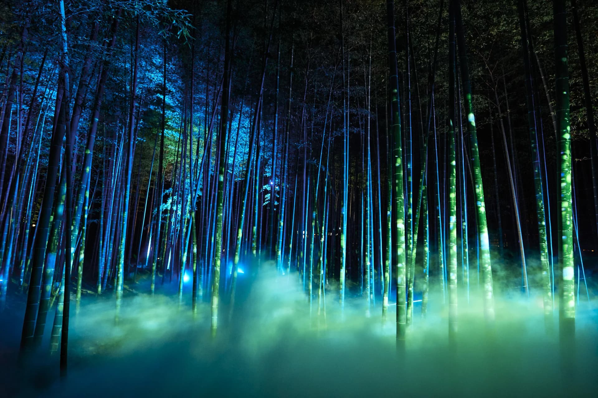 Artificial Mist in the Bamboo Grove at Kairakuen during the ‘Kairakuen UME The Lights’ Illumination Event