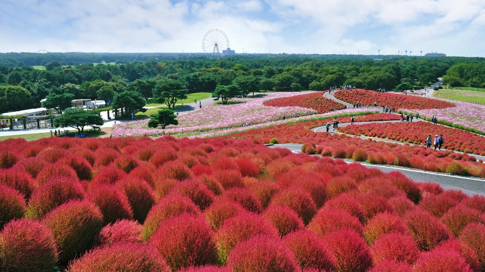Kochia: Burning Bush