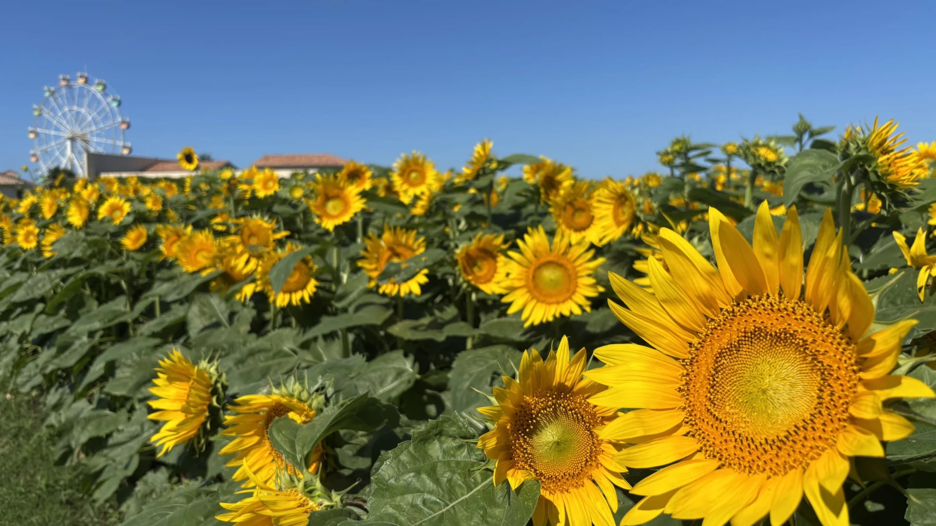 Sunflowers