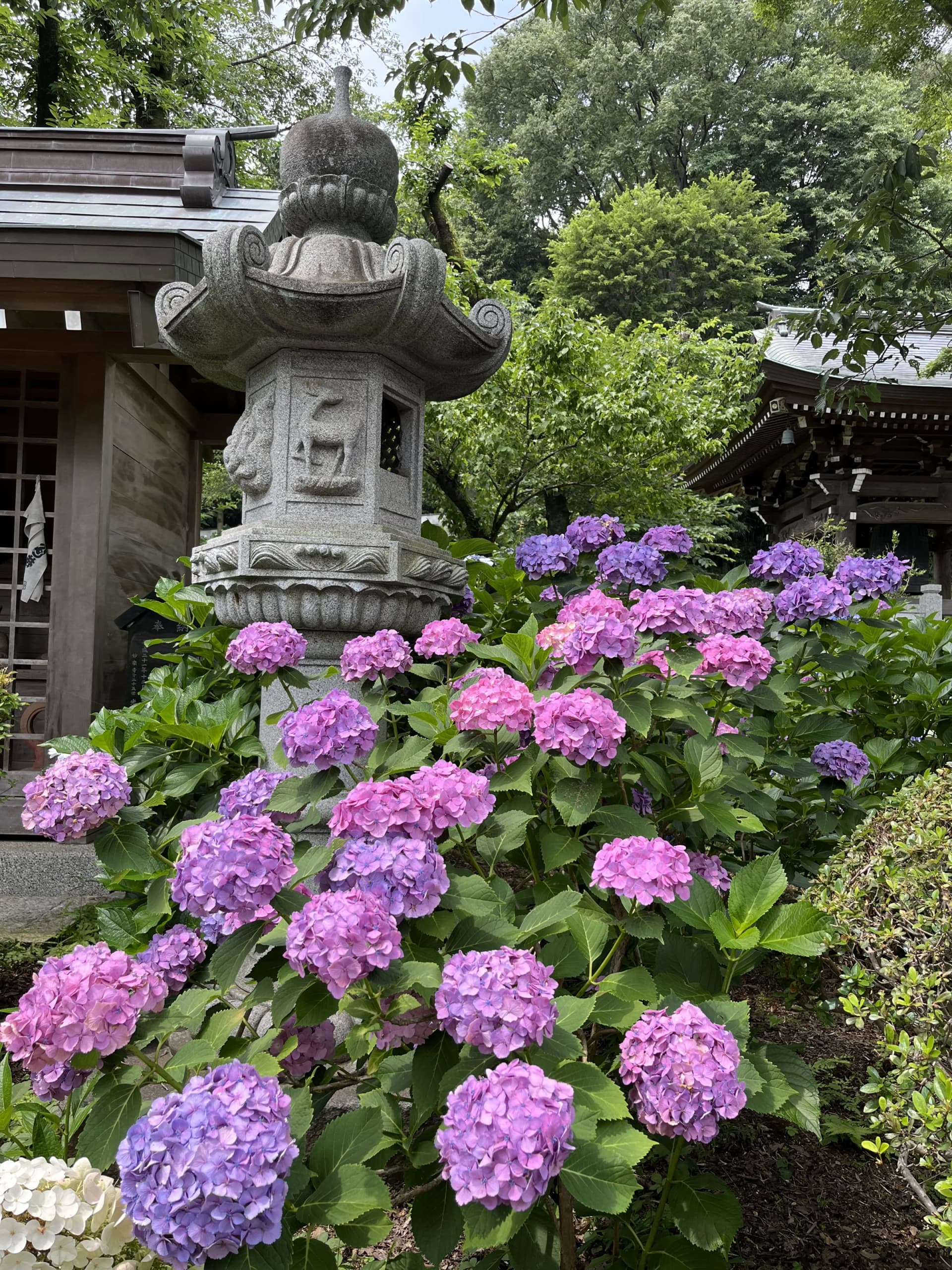 Myorakuji Temple – Stone Lantern and Hydrangeas, Kawasaki, Kanagawa