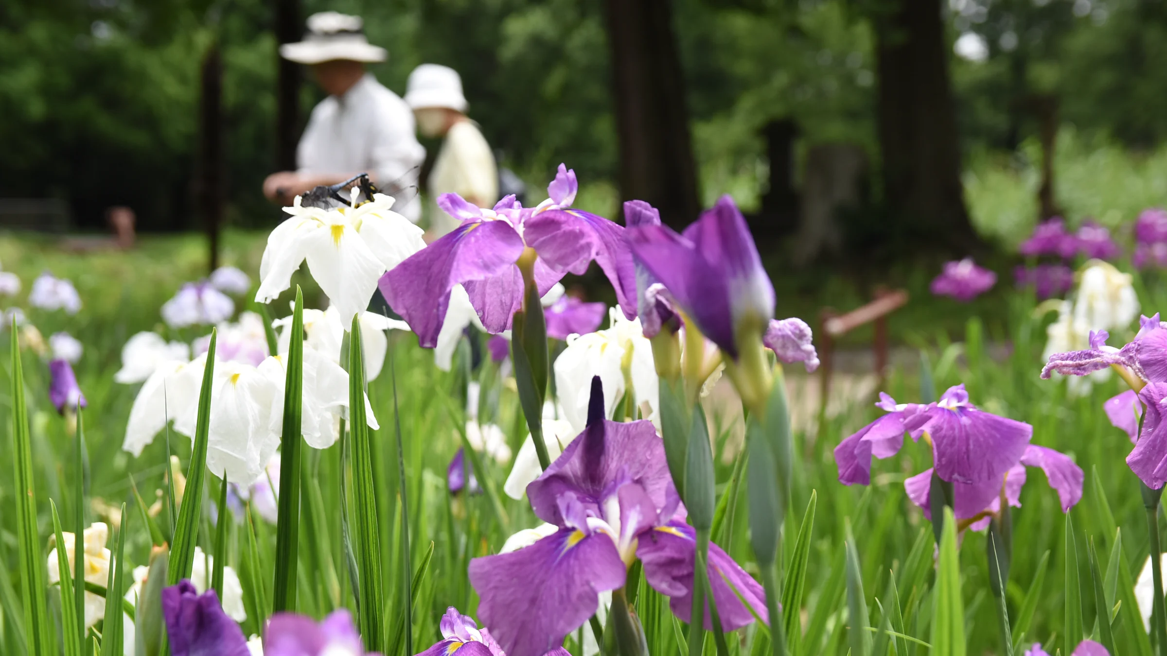 Japanese Iris