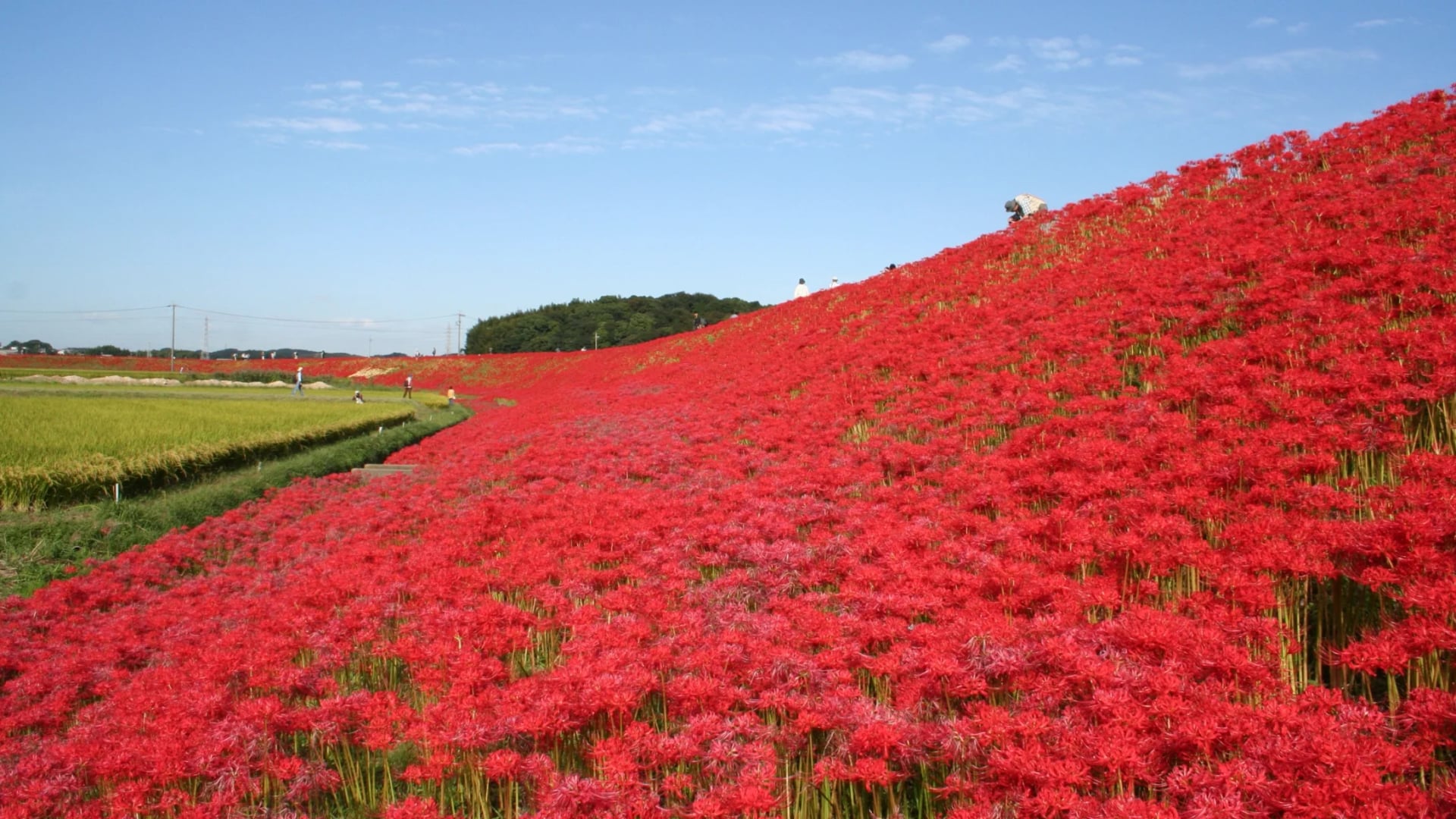 Red Spider Lilies