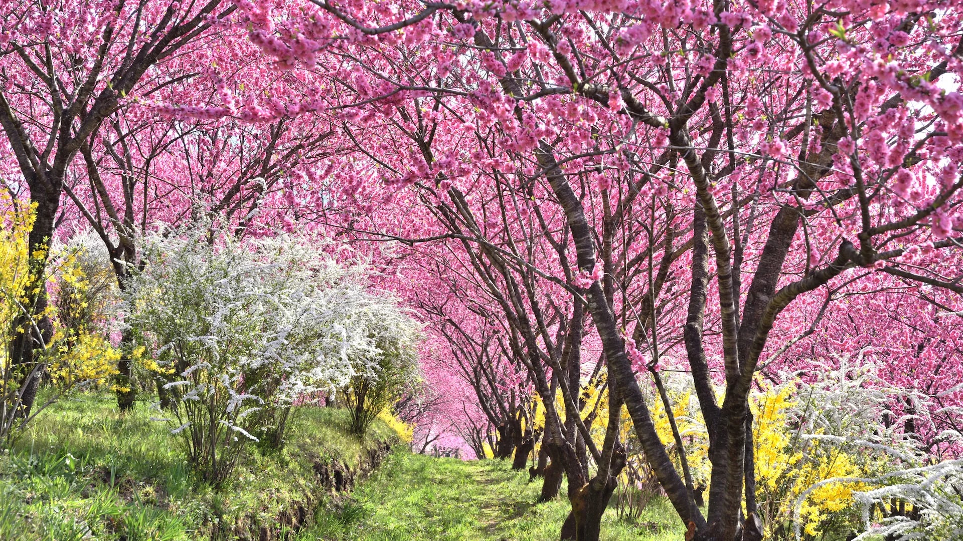 Peach Blossoms