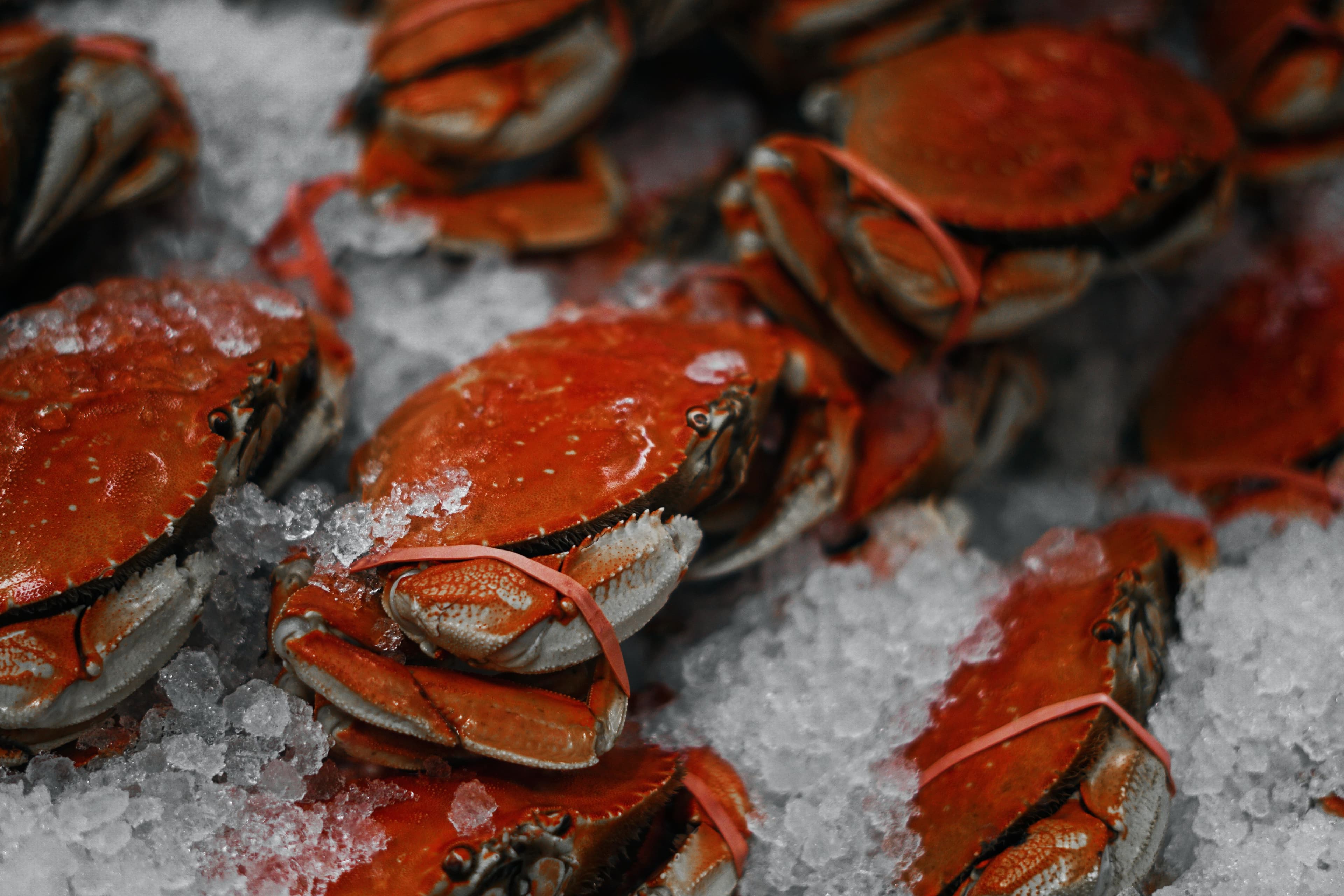 Crabs - symbolic image