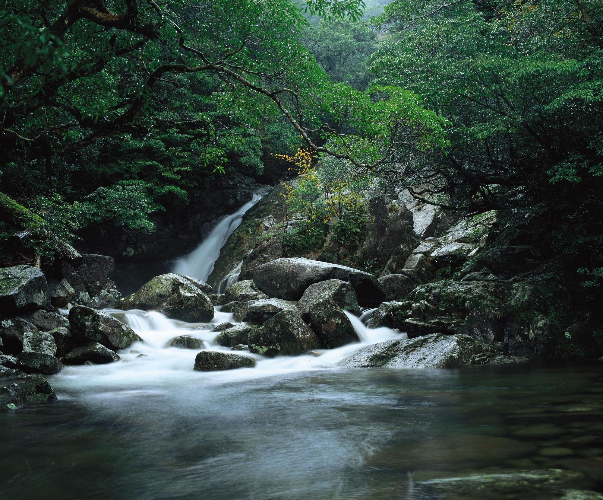 A tranquil stream flows through the mossy forests of Yakushima.