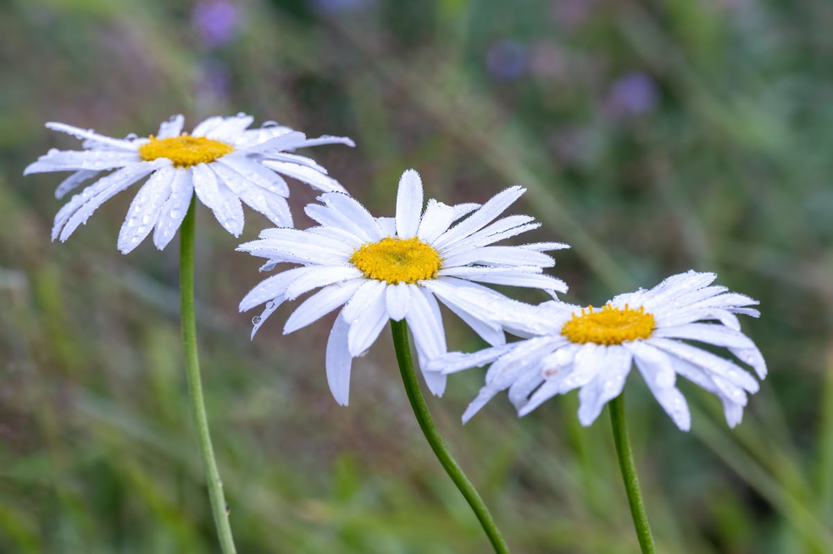 Chamomile - symbolic image
