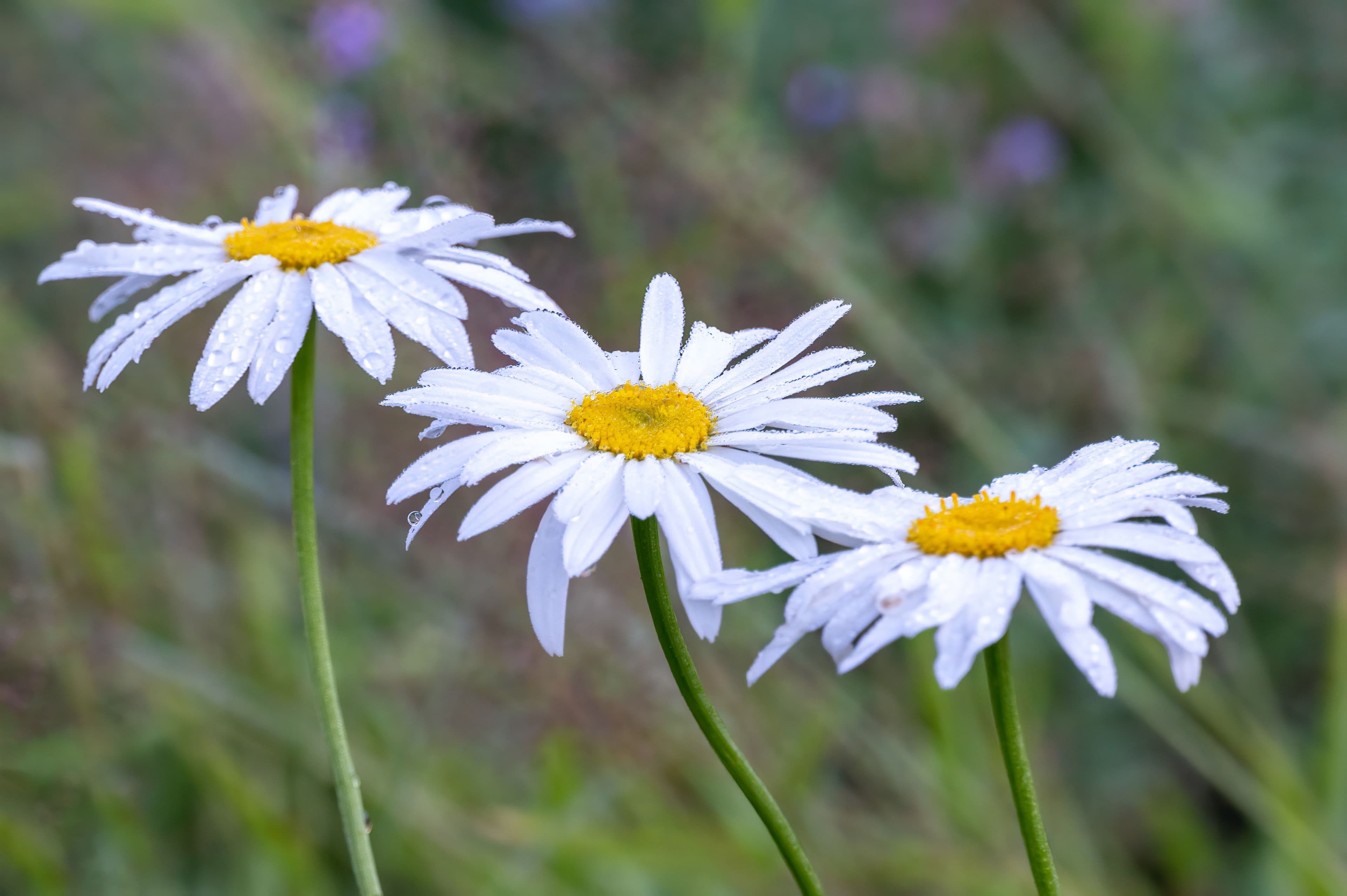Chamomile - symbolic image