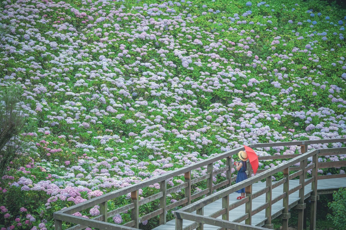 Hydrangea Garden at Sanuki Manno Park