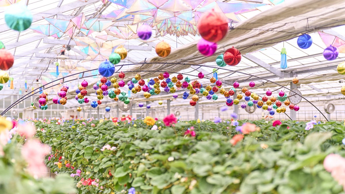 Strawberry Hunt in the Land of Oz