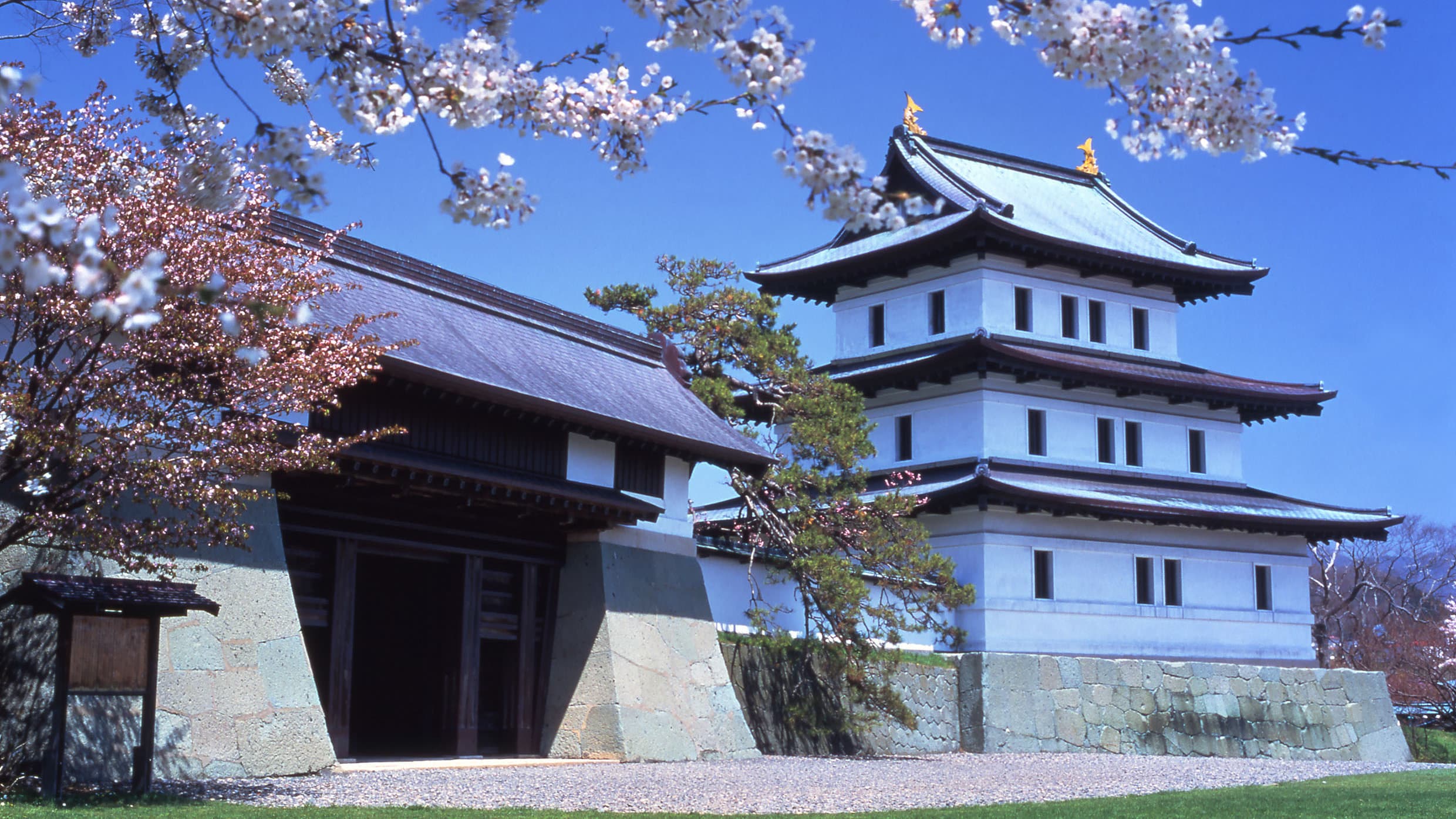 Cherry blossoms frame the white three-story reconstructed keep and original wooden gate of Matsumae Castle in Hokkaido, Japan, set against a bright blue sky with traditional stone fortifications visible at the base.