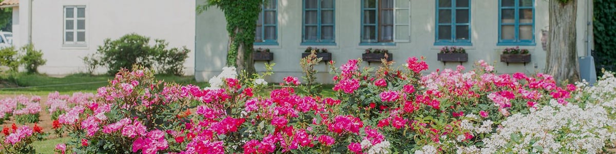 Komorebi Mori no Ibaraido