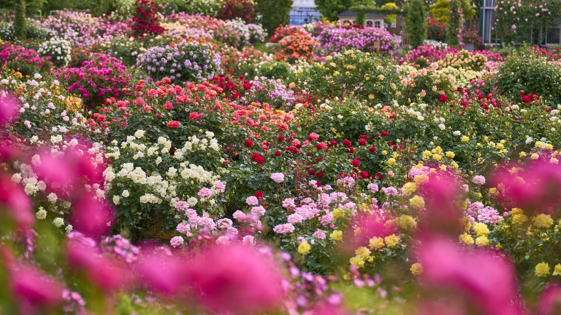 Keisei Rose Garden