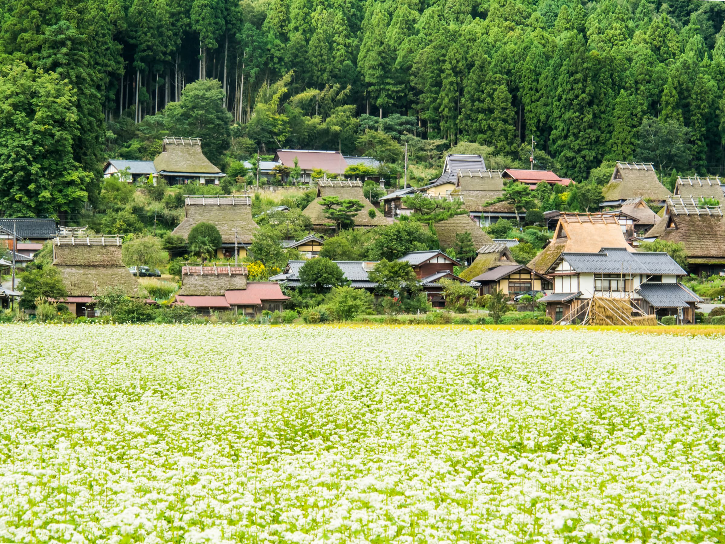 Soba Fields in Bloom, Kayabuki no Sato