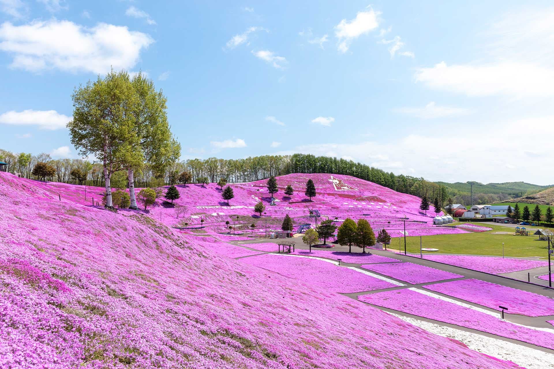 A Pink Moss Phlox Carpet in Higashimokoto Shibazakura Park