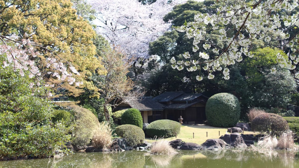 Cherry Blossom Viewing at the Tokyo National Museum