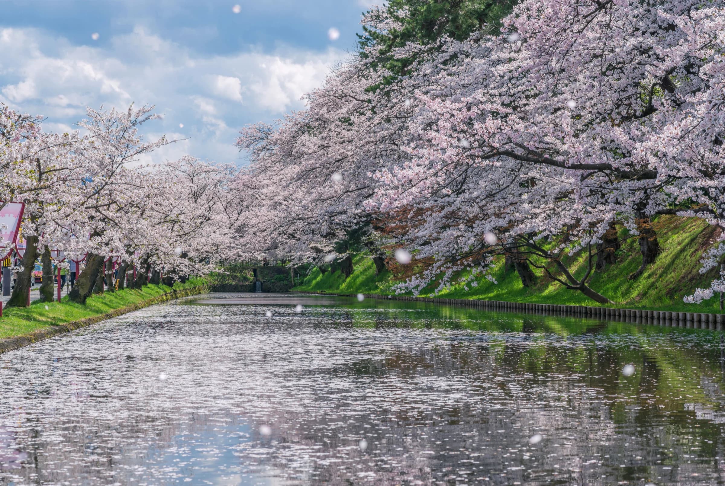 Cherry Blossom at Hirosaki Park