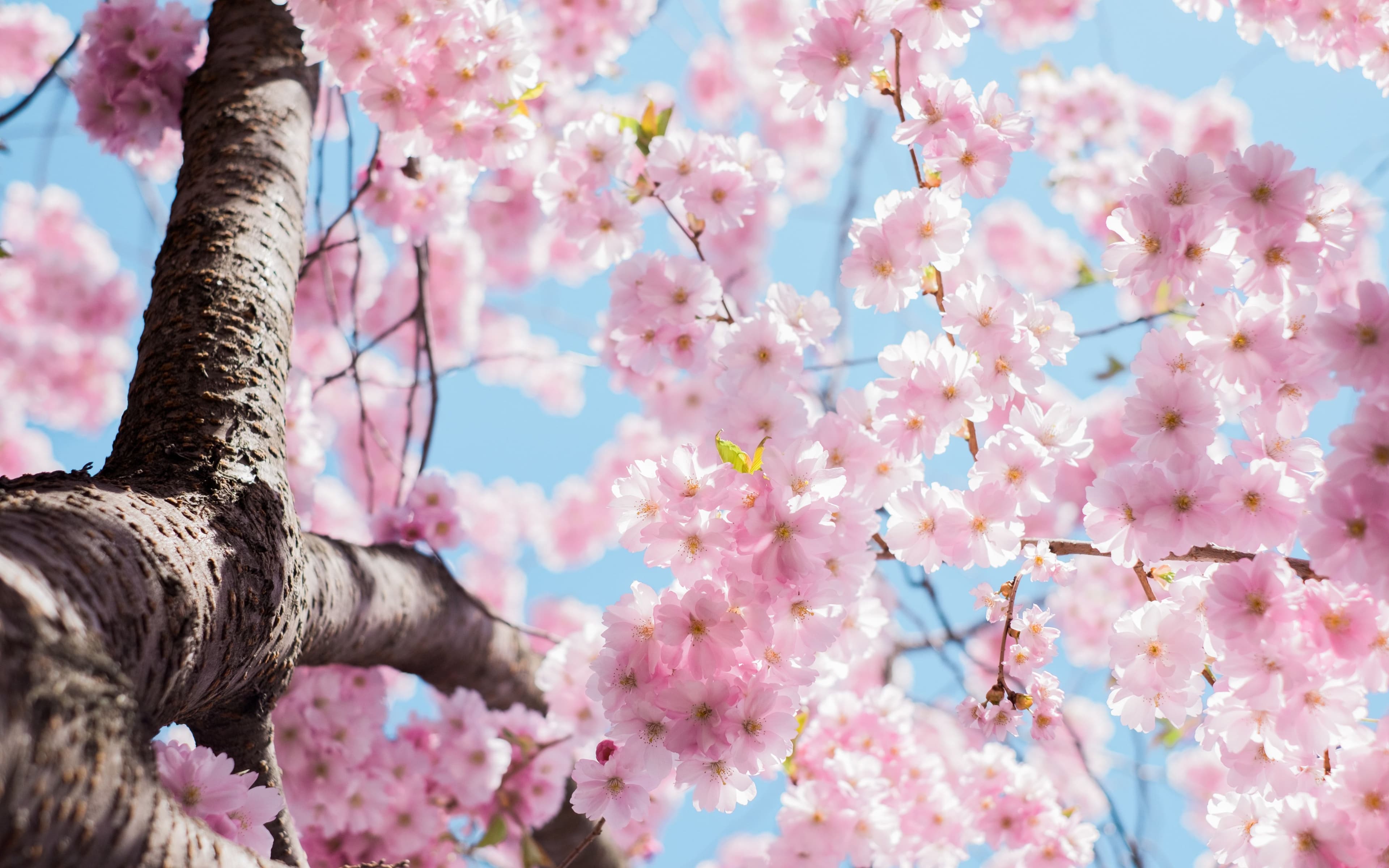 Cherry Blossom - symbolic image