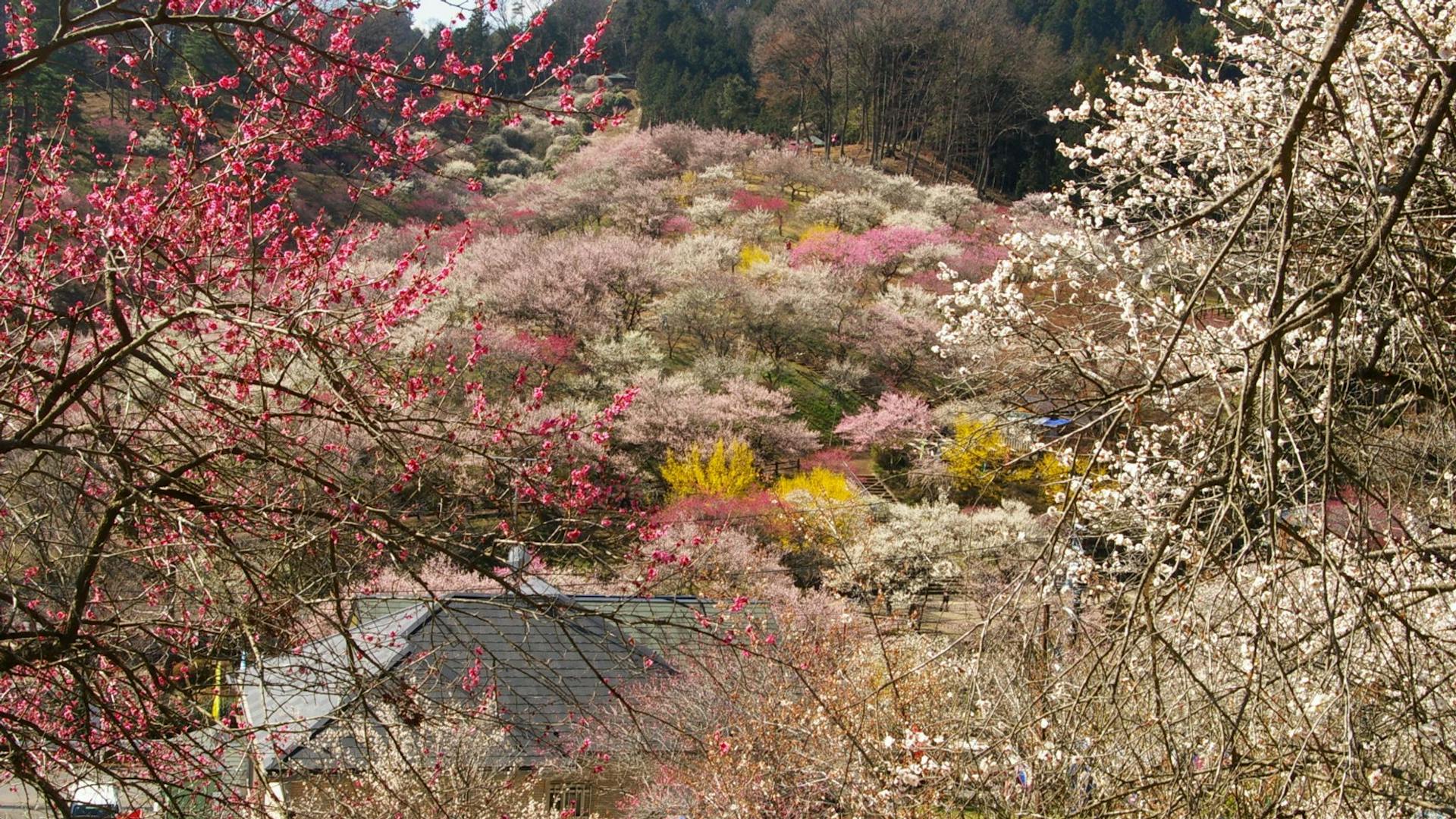 Yoshino Baigō Plum Blossom Festival